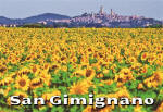 Magnet San Gimignano Sunflowers